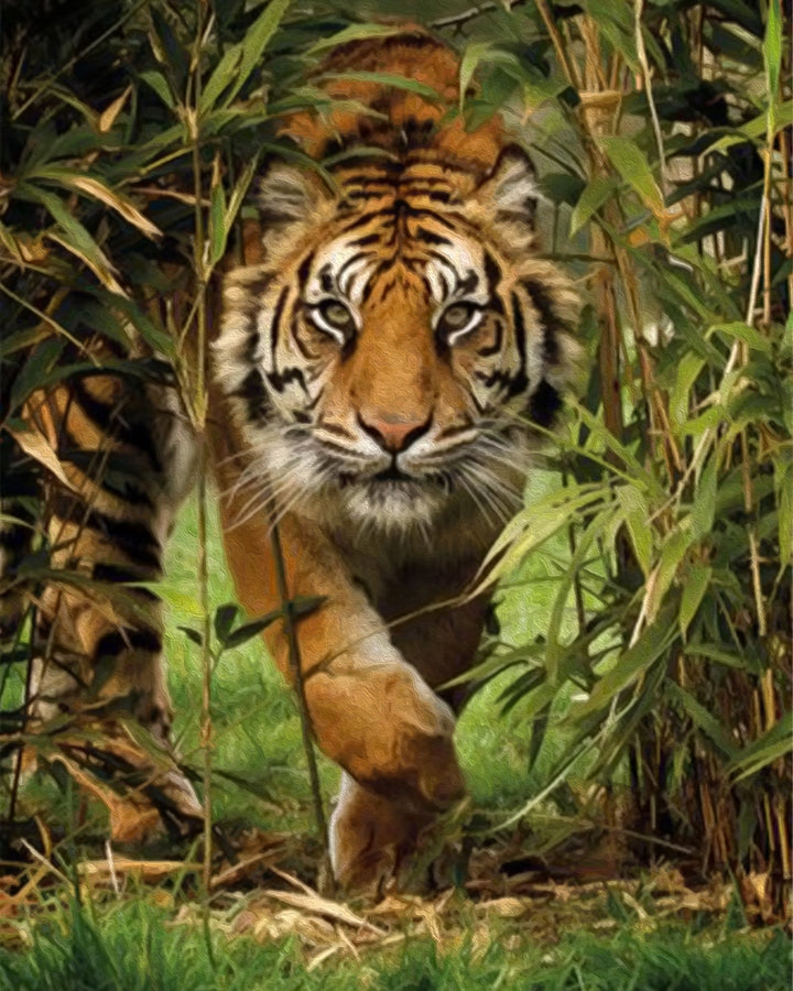Tiger in the Grass Cross Stitch Kits