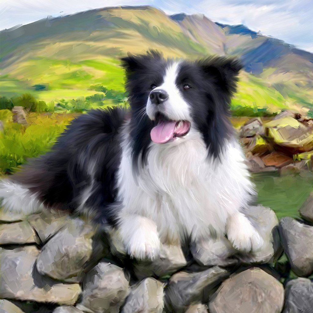 Border Collie in the Field Cross Stitch Kits