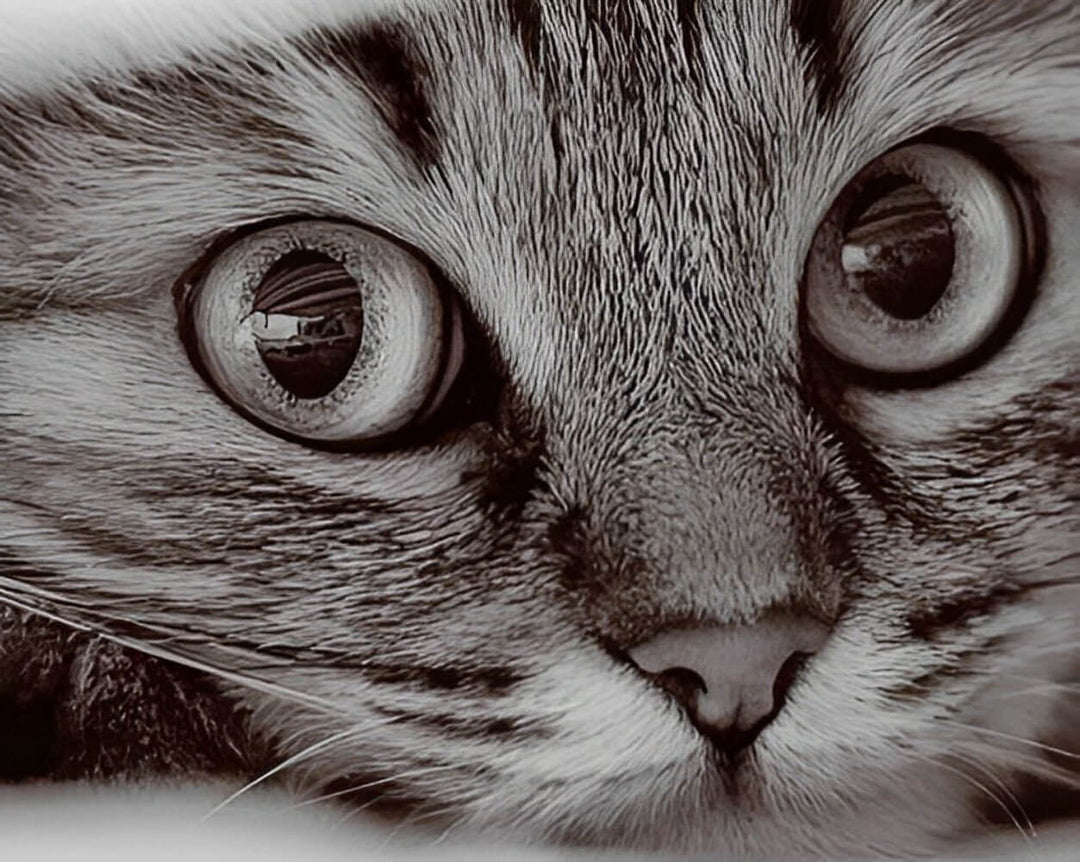 Cat Peers Sharply with Big Eyes Cross Stitch Kits