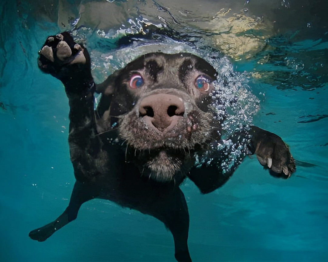 Black Dog Swims Underwater Cross Stitch Kits