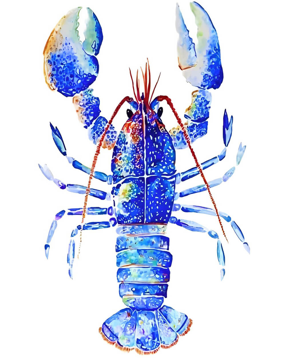 Blue adorns Unique Lobster Cross Stitch Kits